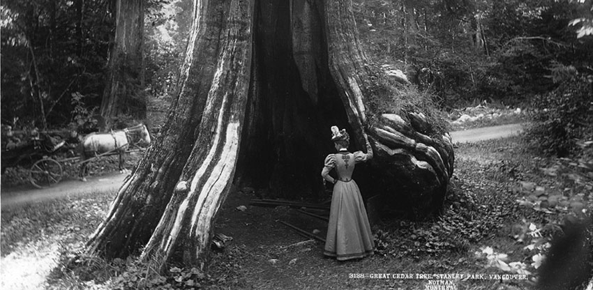 giant hollow tree